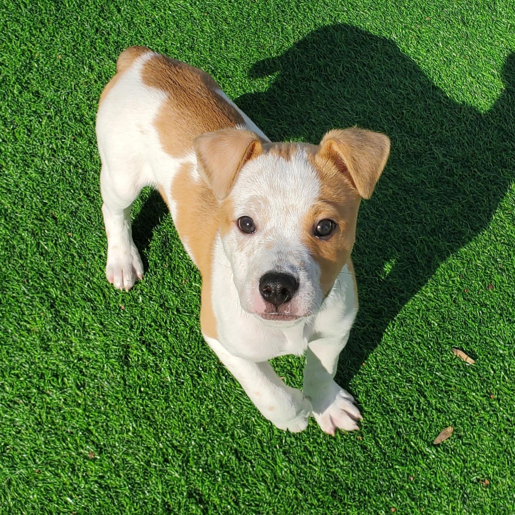 Enlarge Peter, a Adoptable mixed breed in Blairstown, NJ image 2/6