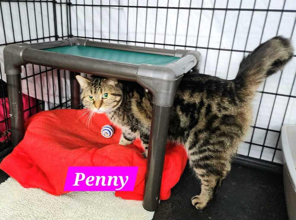 Penny, a Adoptable mixed breed in Jessup, MD image 2/3