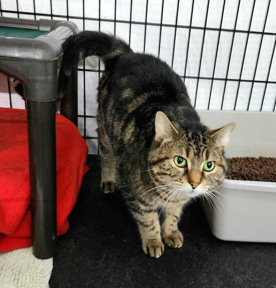 Penny, a Adoptable mixed breed in Jessup, MD image 3/3
