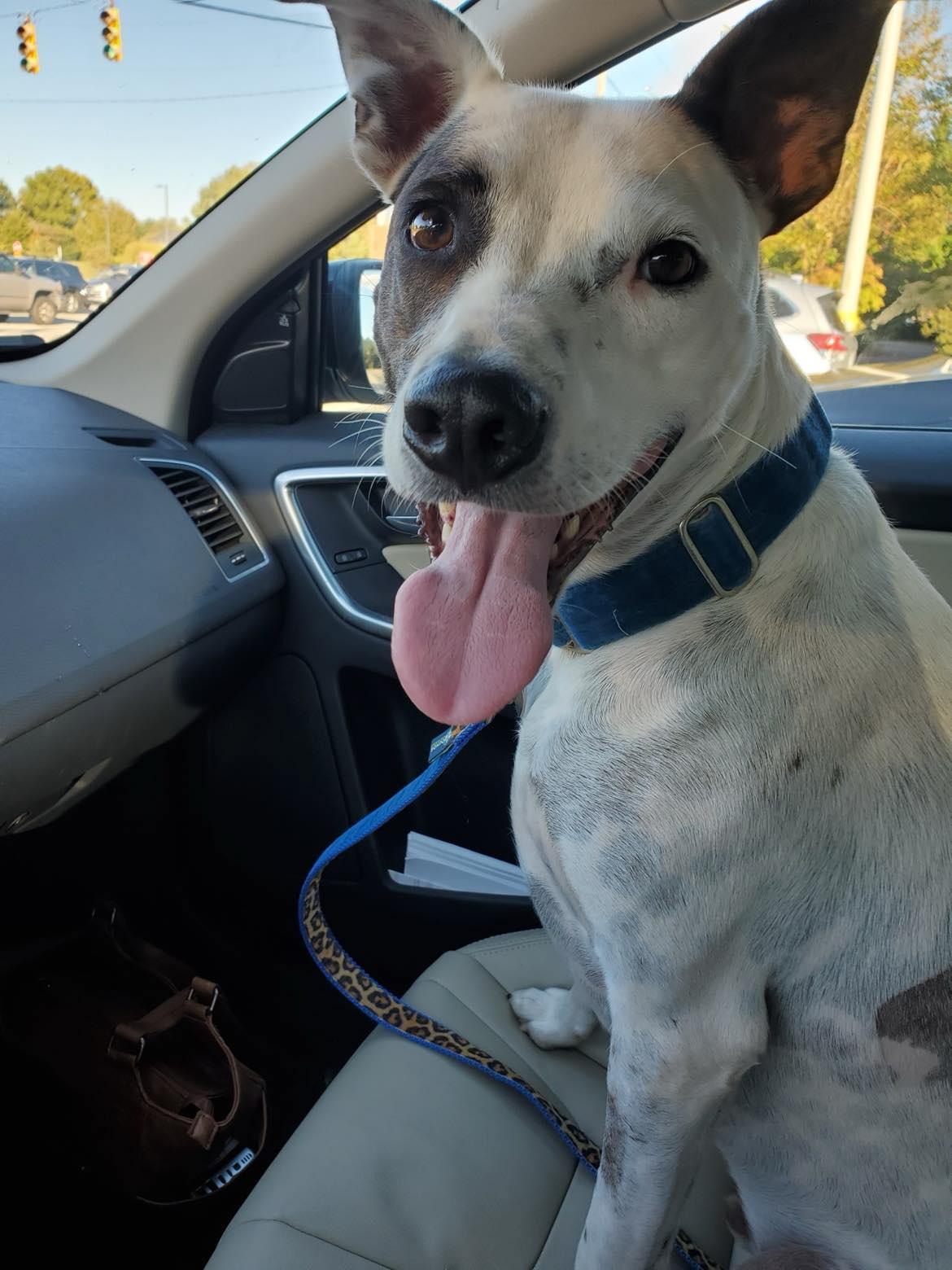 Sid, Adoptable, Adult Male Cattle Dog & Jack Russell Terrier.
