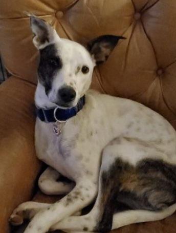 Enlarge Sid, a Adoptable mixed breed in Holly Springs, NC image 2/3