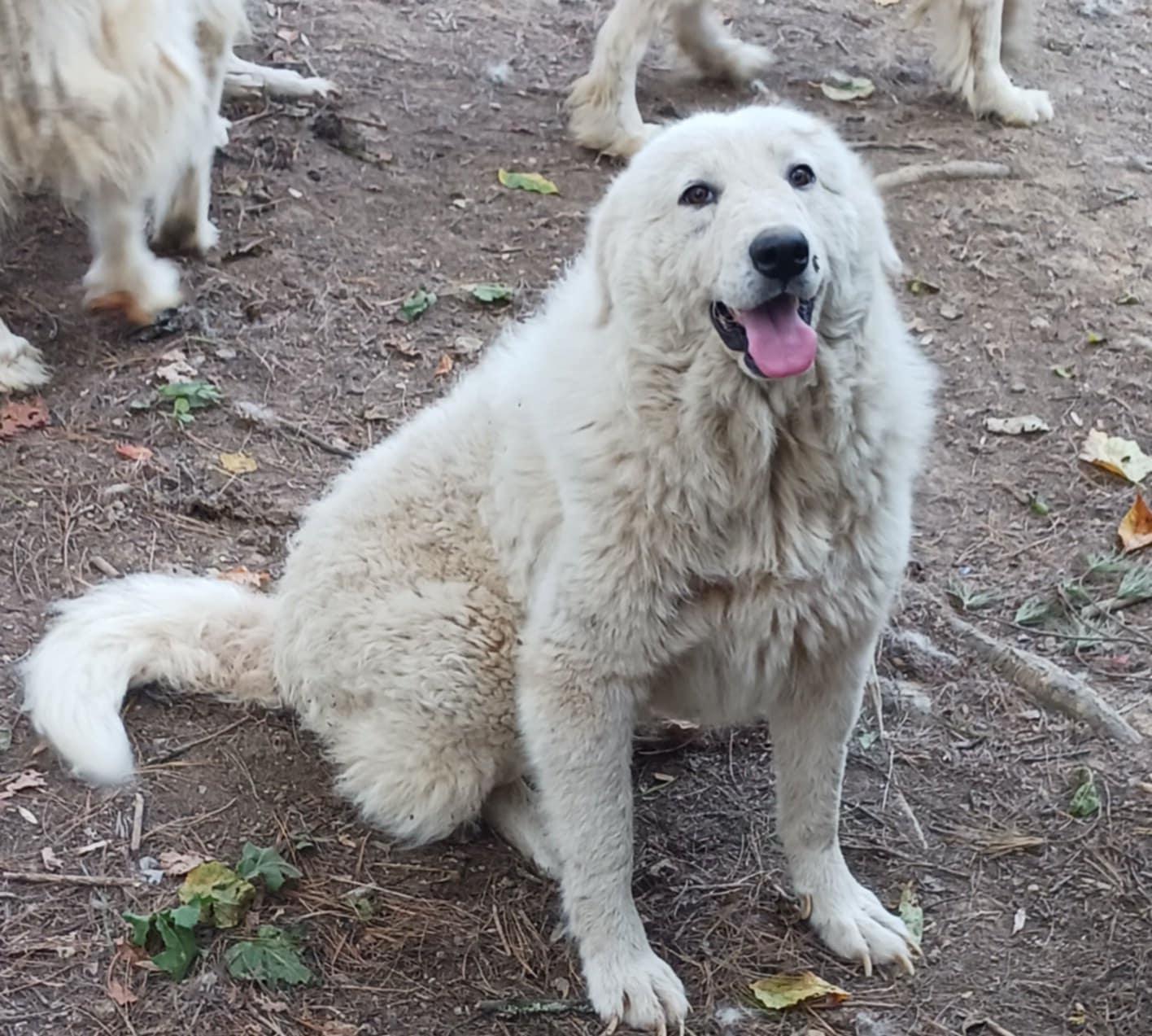 Betty, Adoptable, Young Female Great Pyrenees & Maremma Sheepdog.