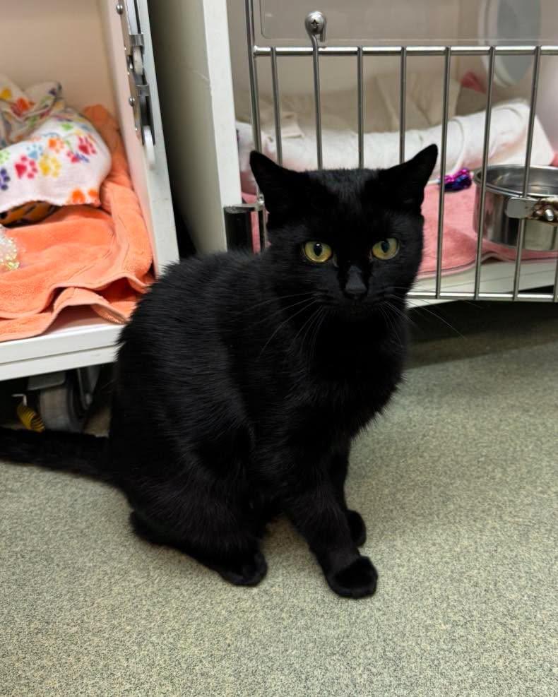 Marcy, a ADOPTABLE Domestic Short Hair in Bloomfield, NJ image 2/2
