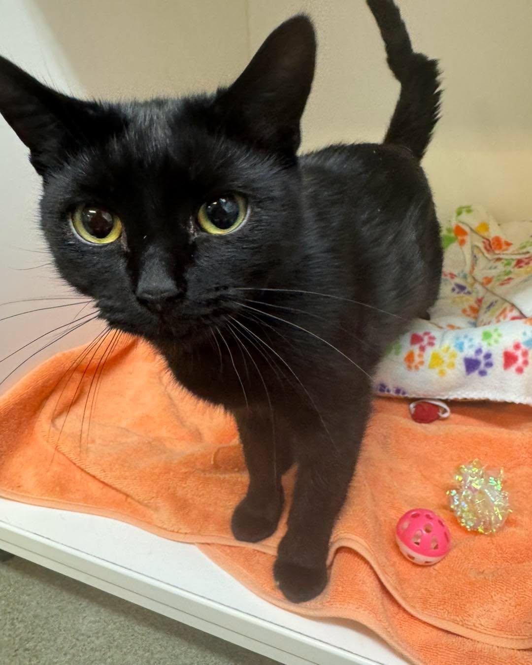 Marcy, ADOPTABLE, Adult Female Domestic Short Hair.