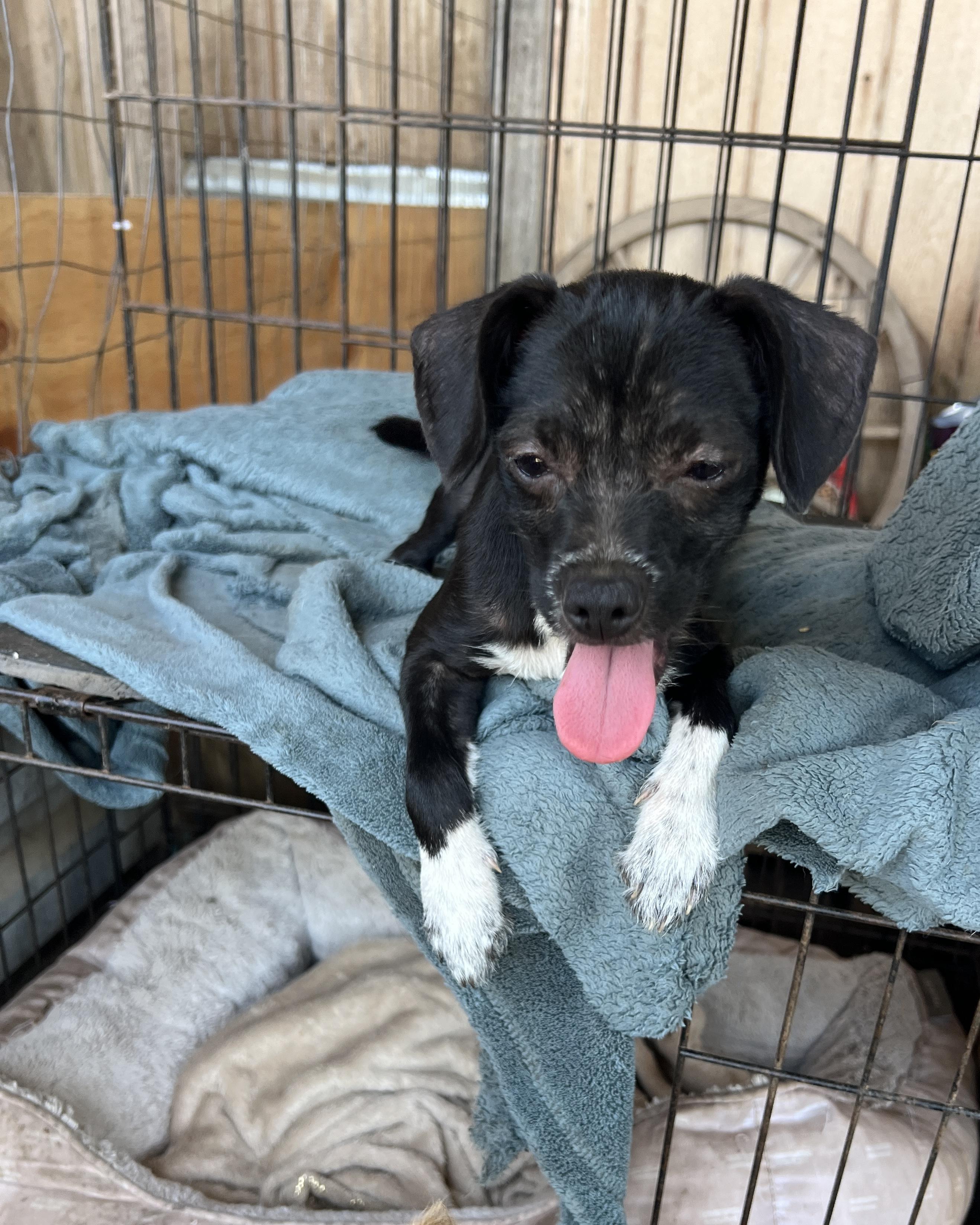 Buttercup, Adoptable, Puppy Female Terrier.