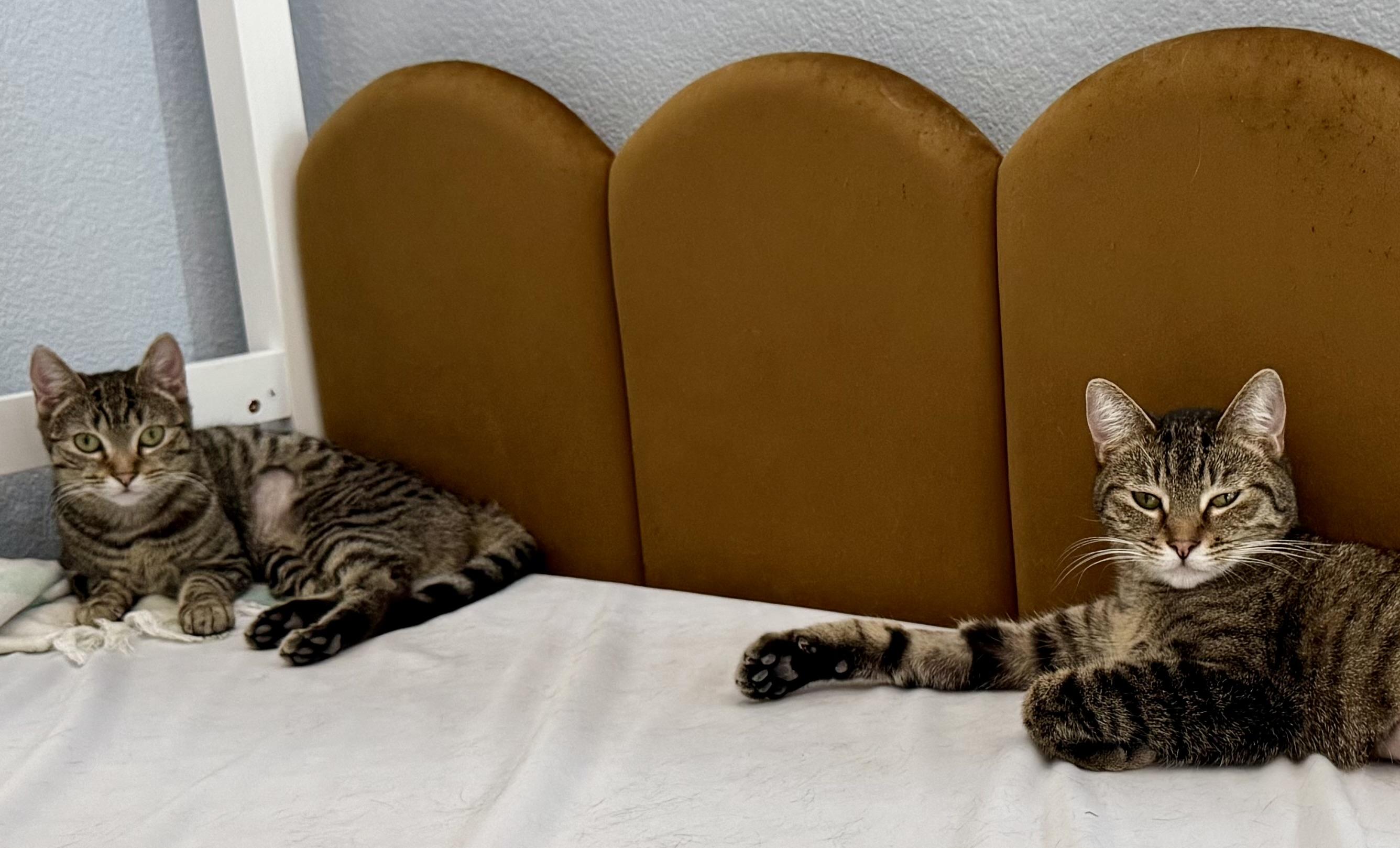 Enlarge Fiona, a ADOPTABLE Domestic Short Hair in Las Vegas, NV image 3/3