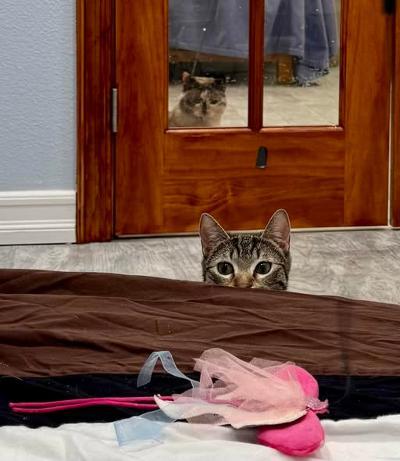 Fiona, ADOPTABLE, Kitten Female Domestic Short Hair.