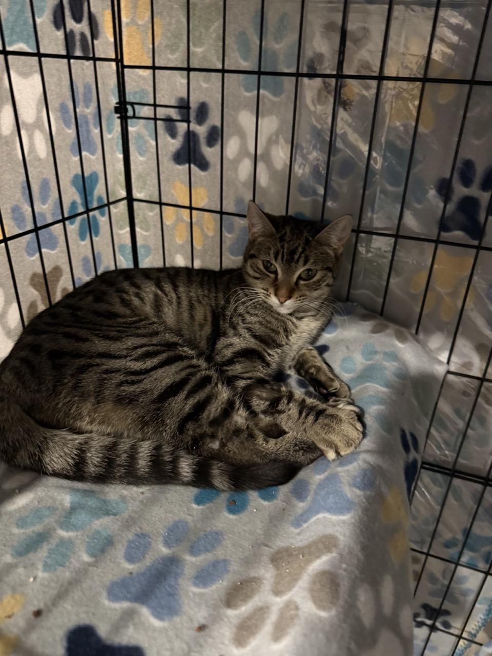 Fiona, ADOPTABLE, Kitten Female Domestic Short Hair.