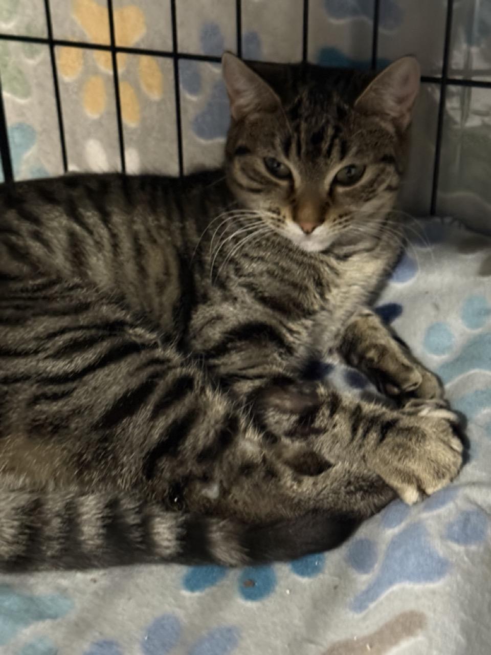 Fiona, a ADOPTABLE Domestic Short Hair in Las Vegas, NV image 2/2