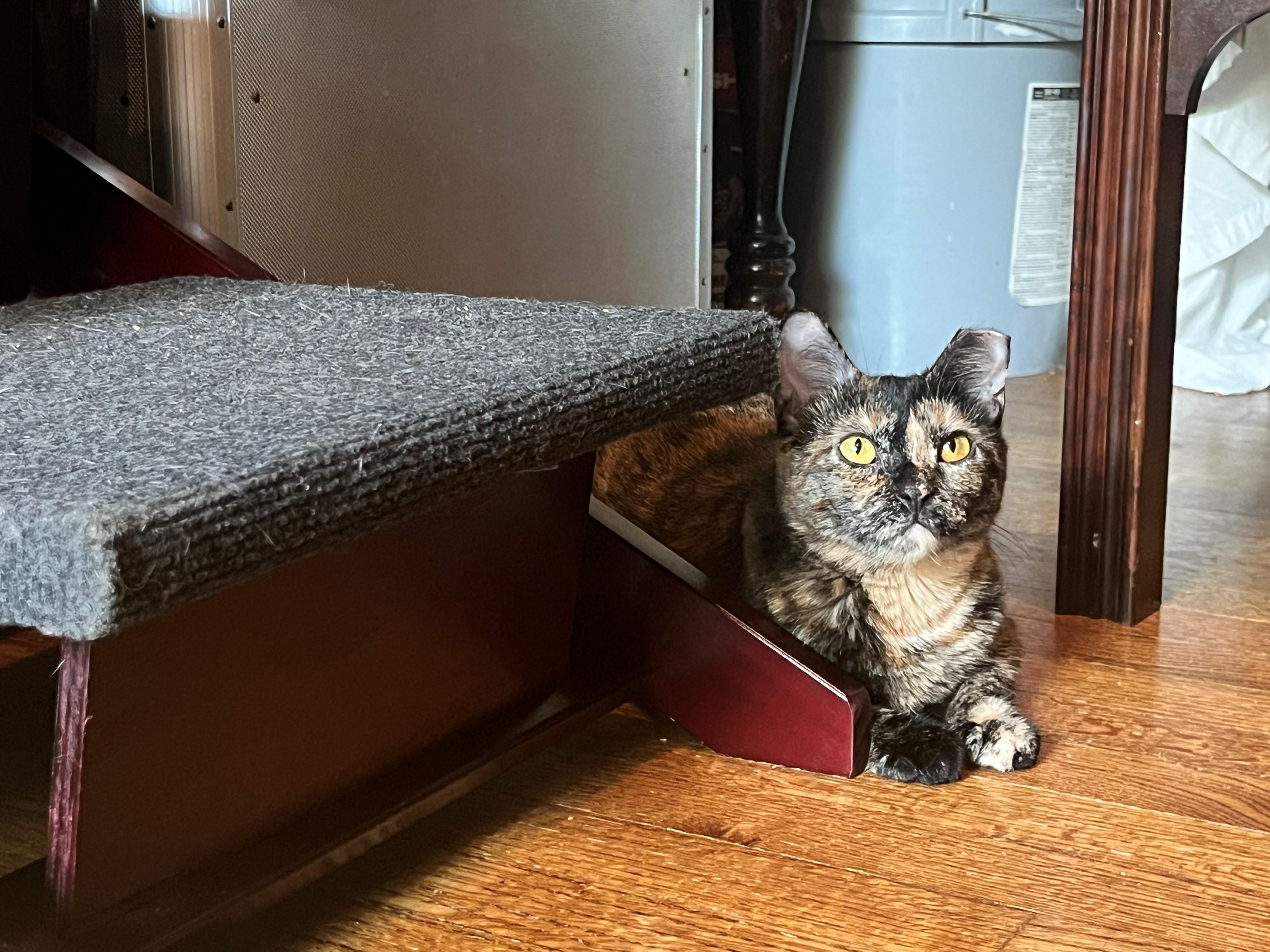 Enlarge Cher Bear and Mofo - A Bonded Pair Ready to Steal Your Heart, a Adoptable Domestic Short Hair in Seattle, WA image 1/6
