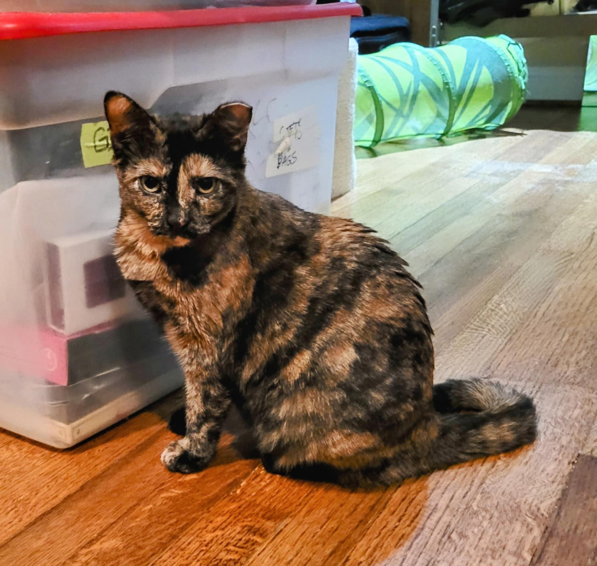 Enlarge Cher Bear and Mofo - A Bonded Pair Ready to Steal Your Heart, a Adoptable Domestic Short Hair in Seattle, WA image 6/6