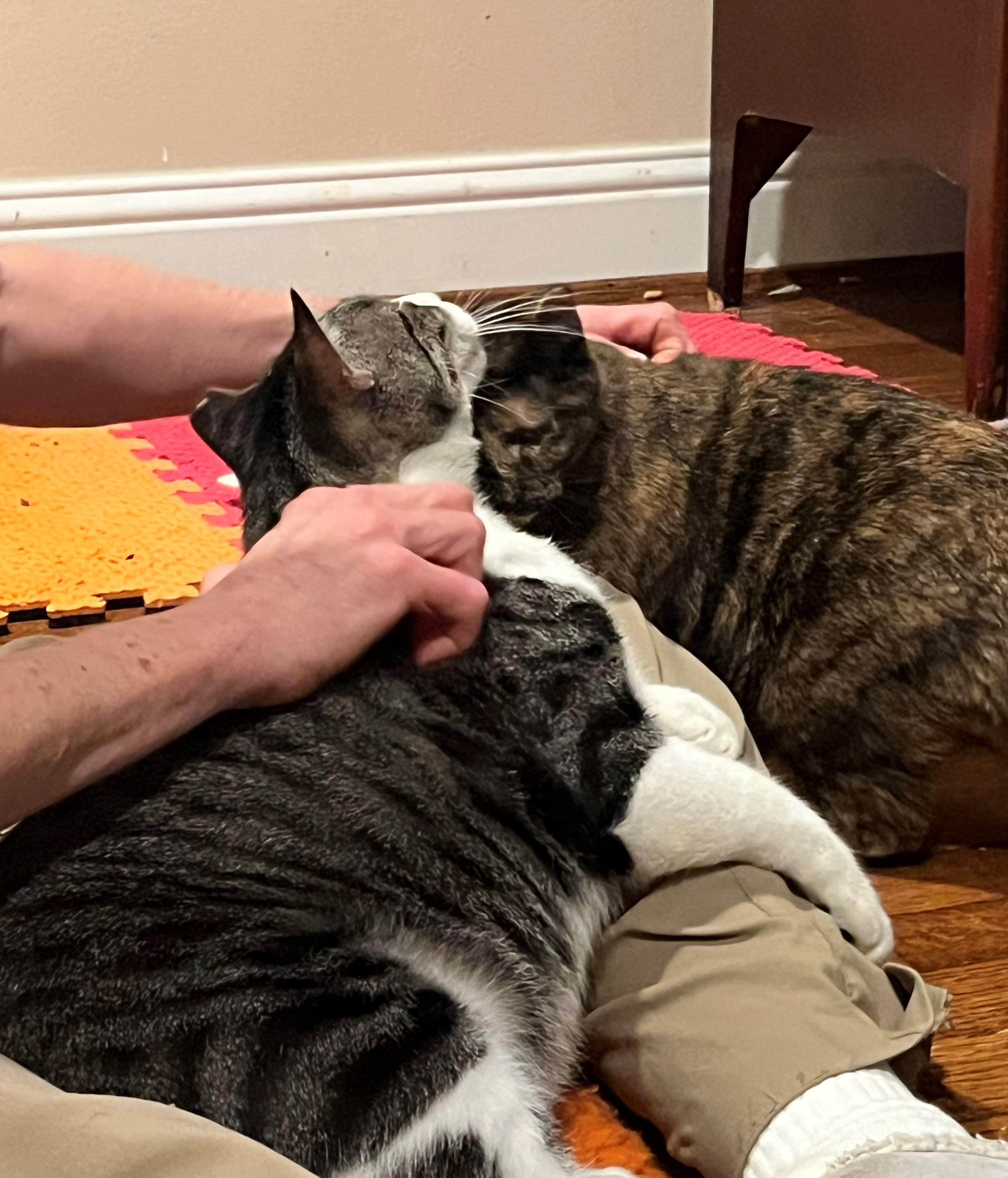 Enlarge Cher Bear and Mofo - A Bonded Pair Ready to Steal Your Heart, a Adoptable Domestic Short Hair in Seattle, WA image 4/6