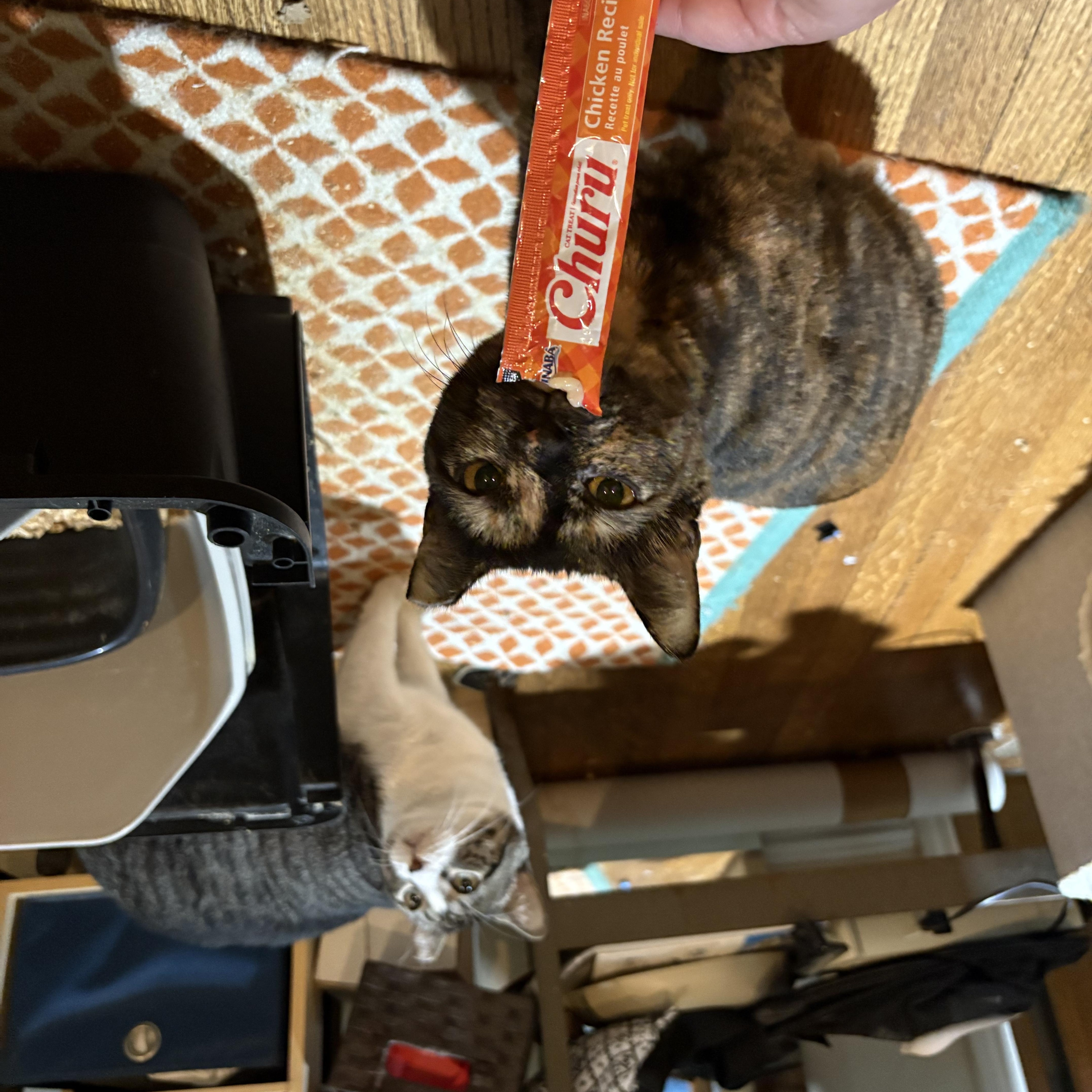 Enlarge Cher Bear and Mofo - A Bonded Pair Ready to Steal Your Heart, a Adoptable Domestic Short Hair in Seattle, WA image 3/6