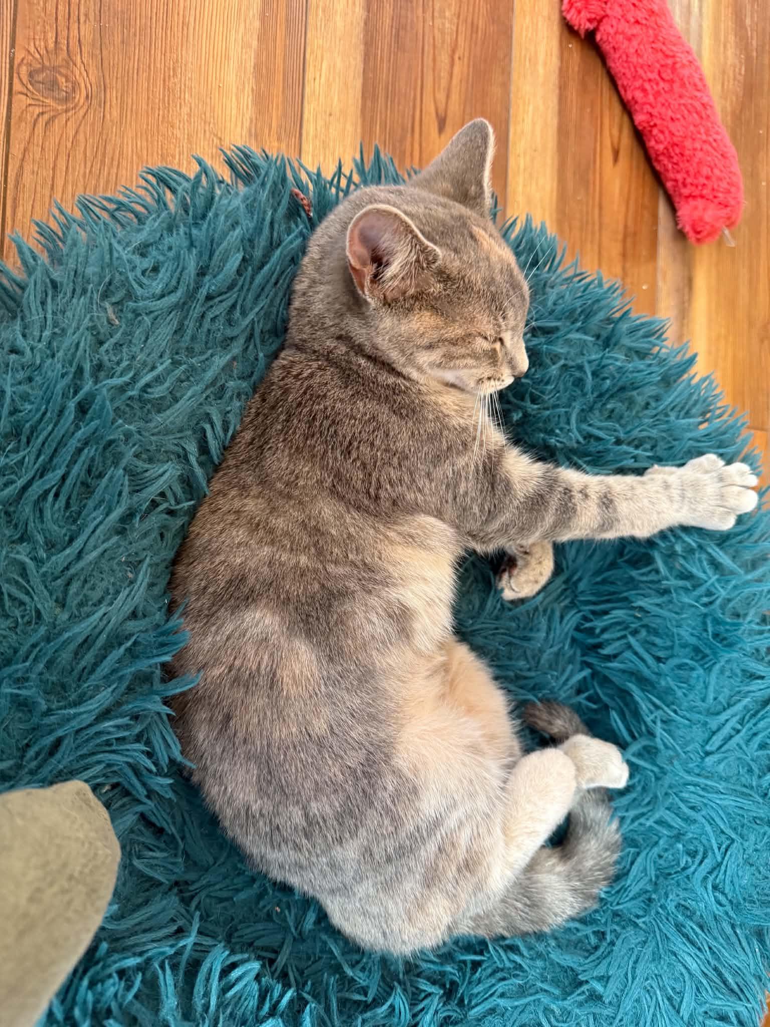 Enlarge Nina(cat cafe), a Adoptable Domestic Short Hair in West Lafayette, IN image 2/4