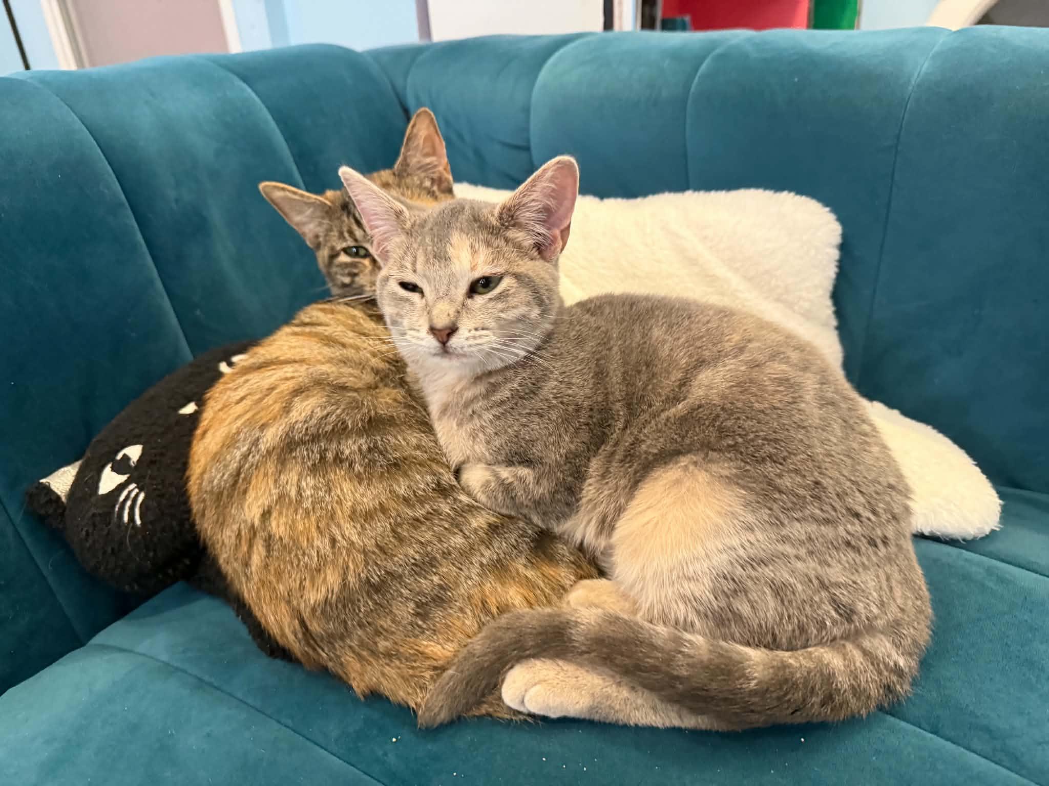 Enlarge Nina(cat cafe), a Adoptable Domestic Short Hair in West Lafayette, IN image 1/4