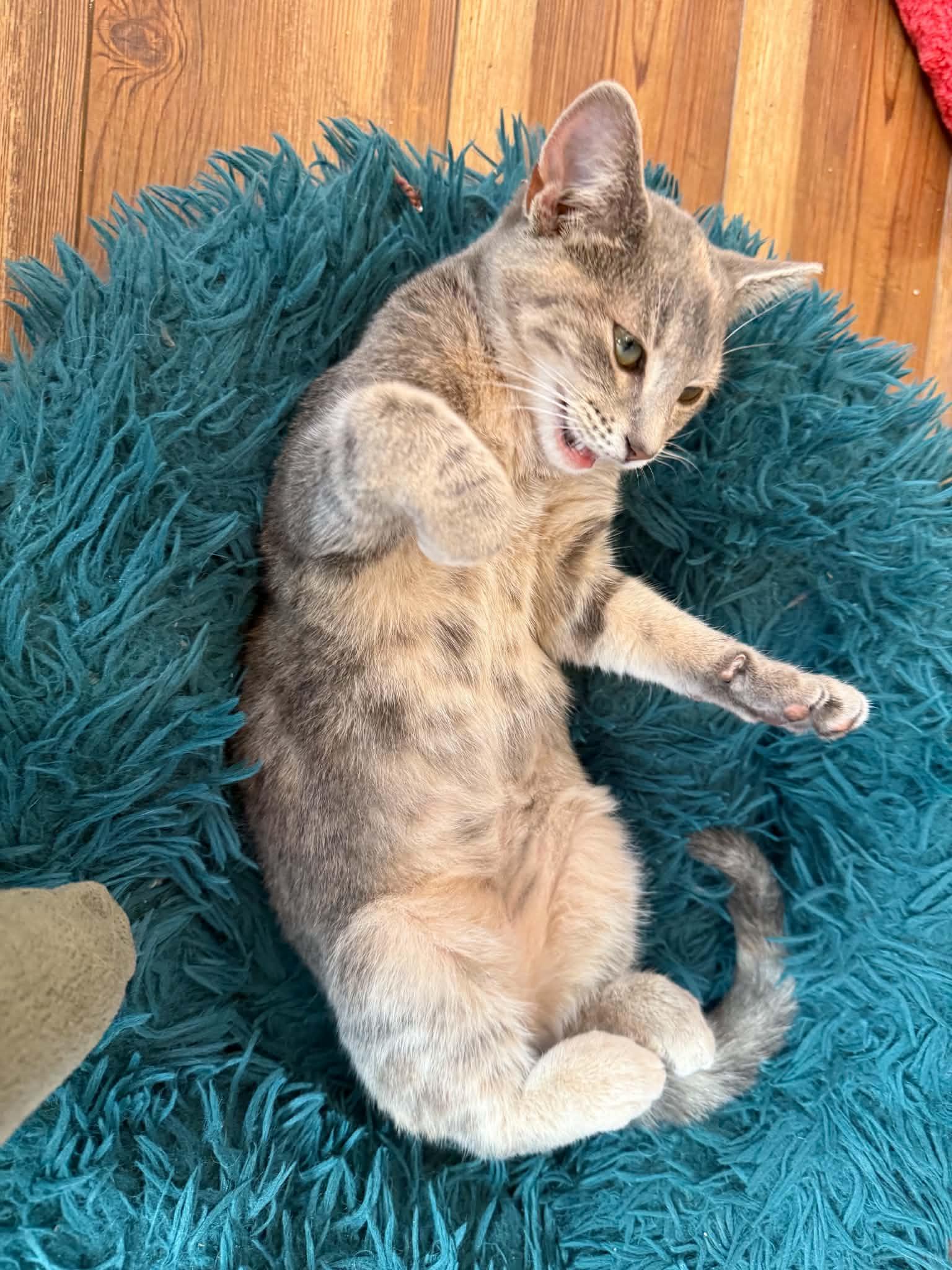 Enlarge Nina(cat cafe), a Adoptable Domestic Short Hair in West Lafayette, IN image 4/4