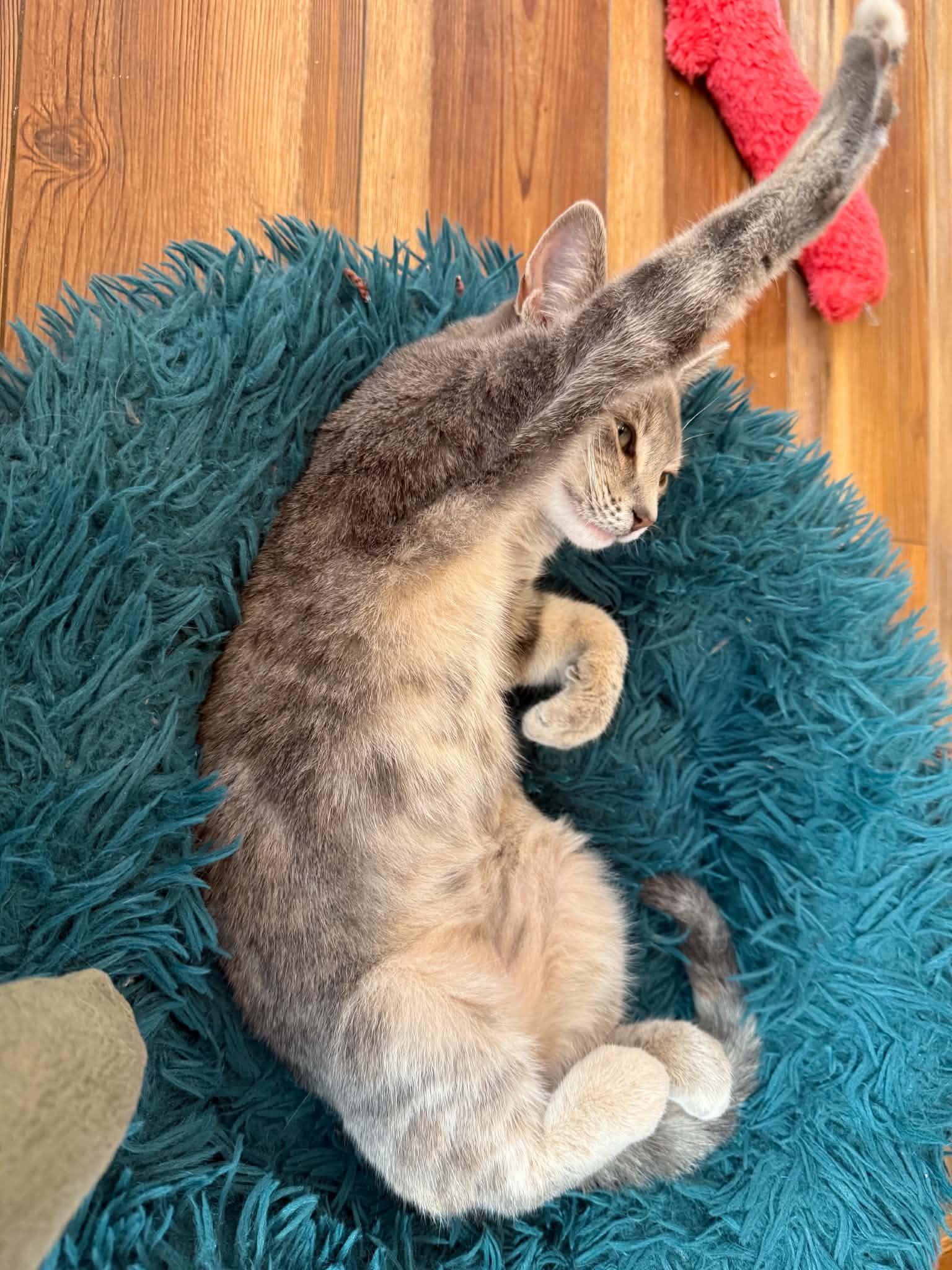 Enlarge Nina(cat cafe), a Adoptable Domestic Short Hair in West Lafayette, IN image 3/4