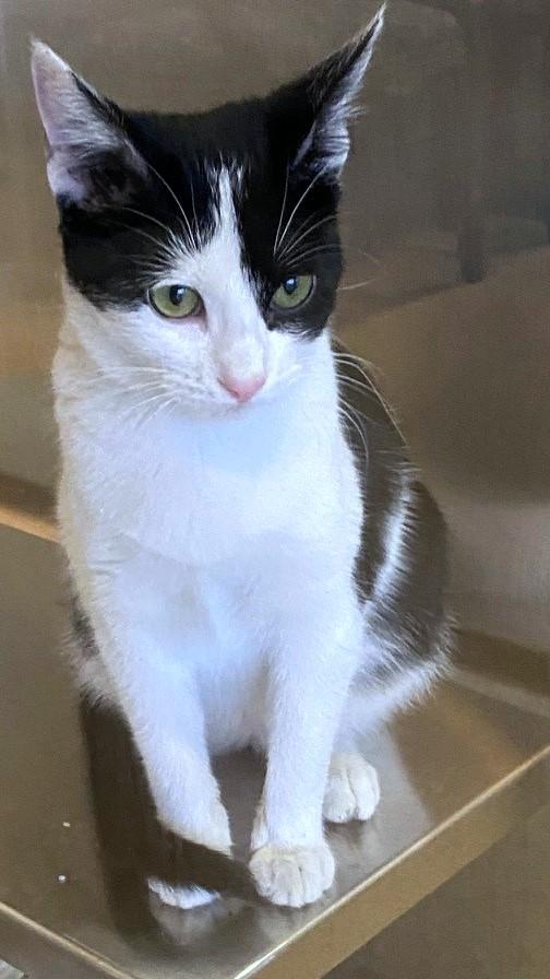 Sugar A213741, adoptable, Kitten Female Domestic Short Hair.