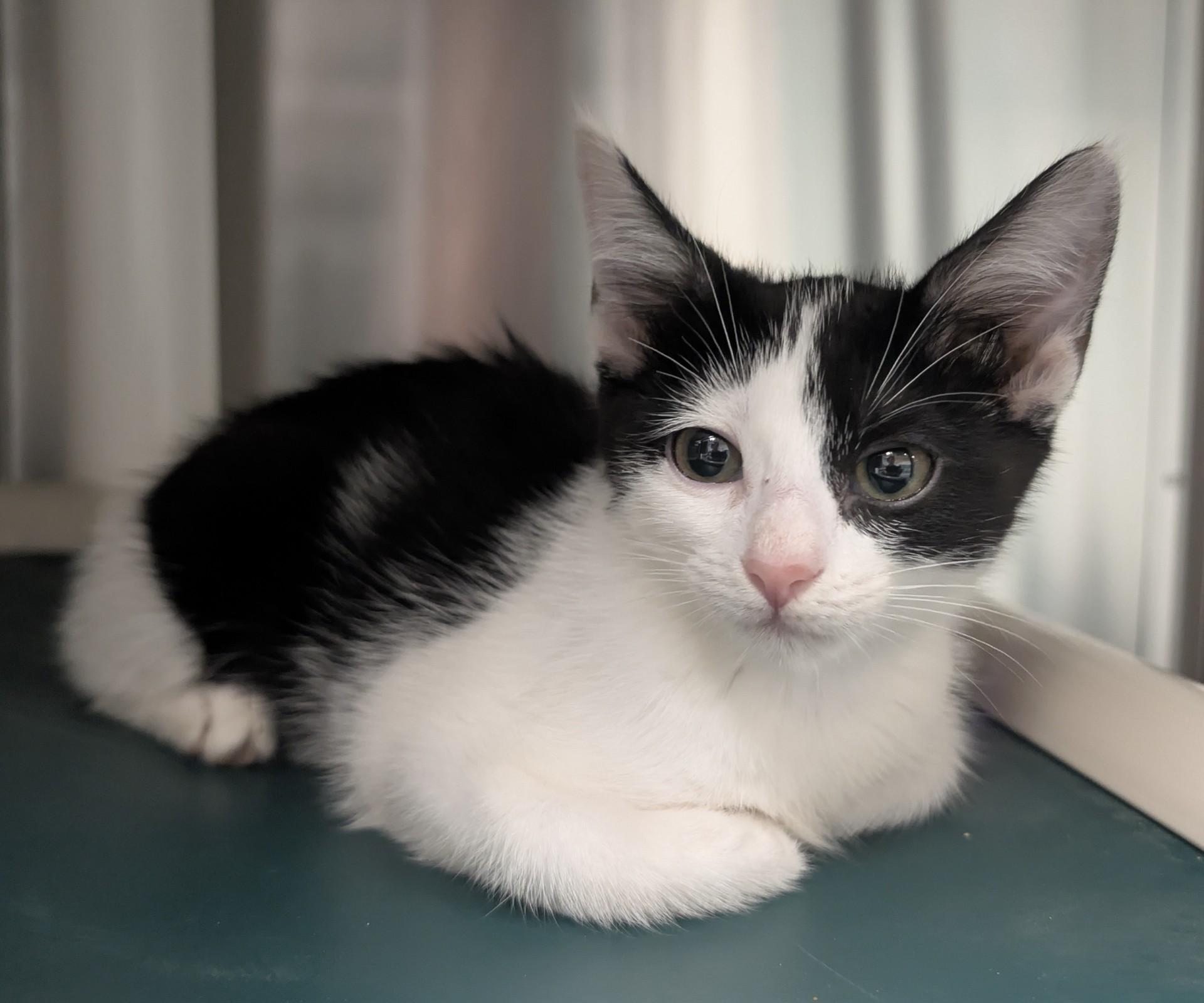 Sugar A213741, adoptable, Kitten Female Domestic Short Hair.