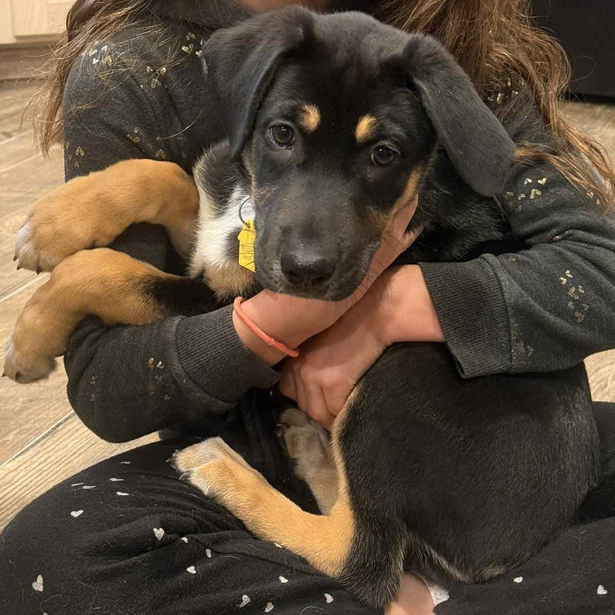 Minnie, Adopted, Puppy Female Rottweiler.