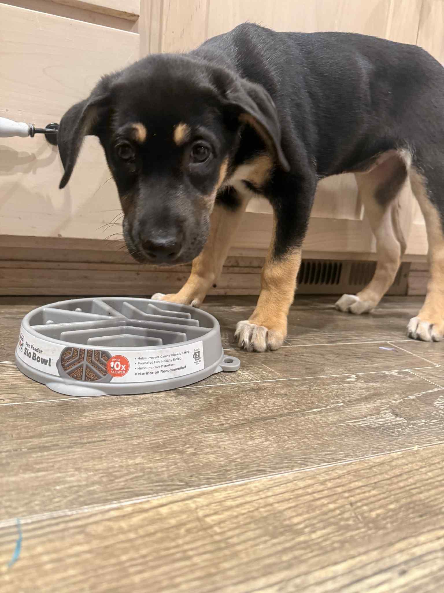 Enlarge Minnie, a Adopted mixed breed in mcminnville, OR image 2/5