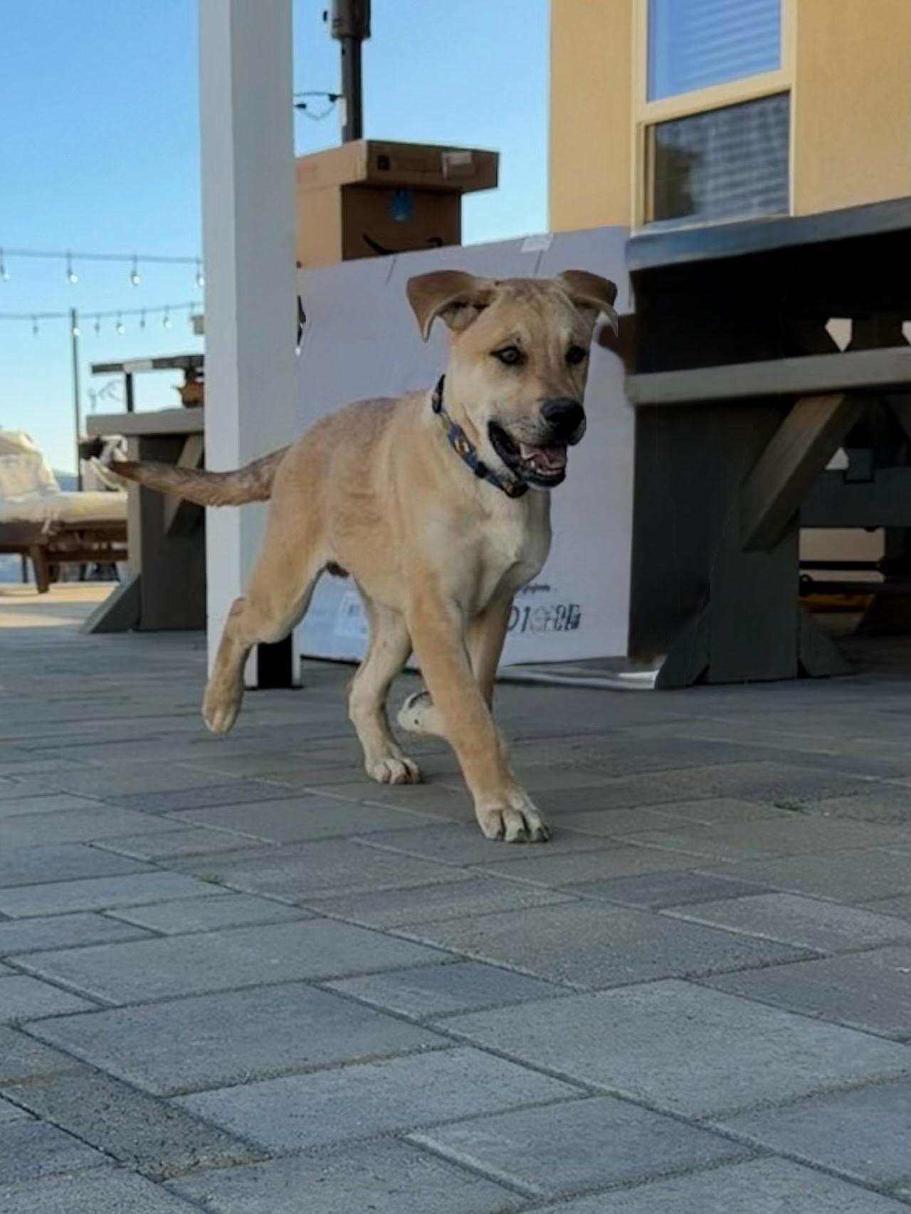 Enlarge Teddy, a Adoptable mixed breed in Putnam, CT image 4/4