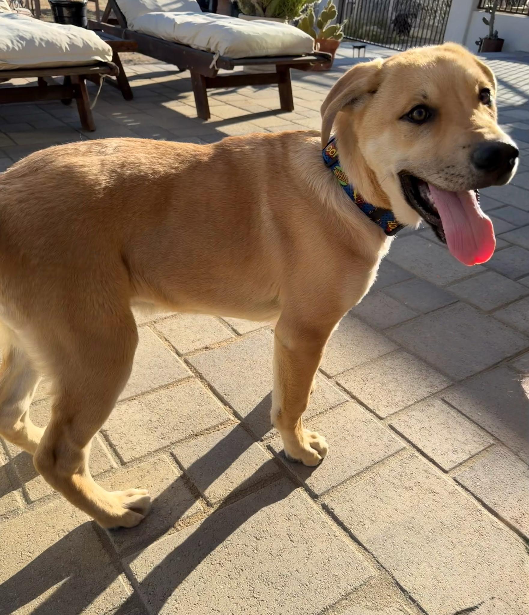 Teddy, Adoptable, Puppy Male Yellow Labrador Retriever & German Shepherd Dog.