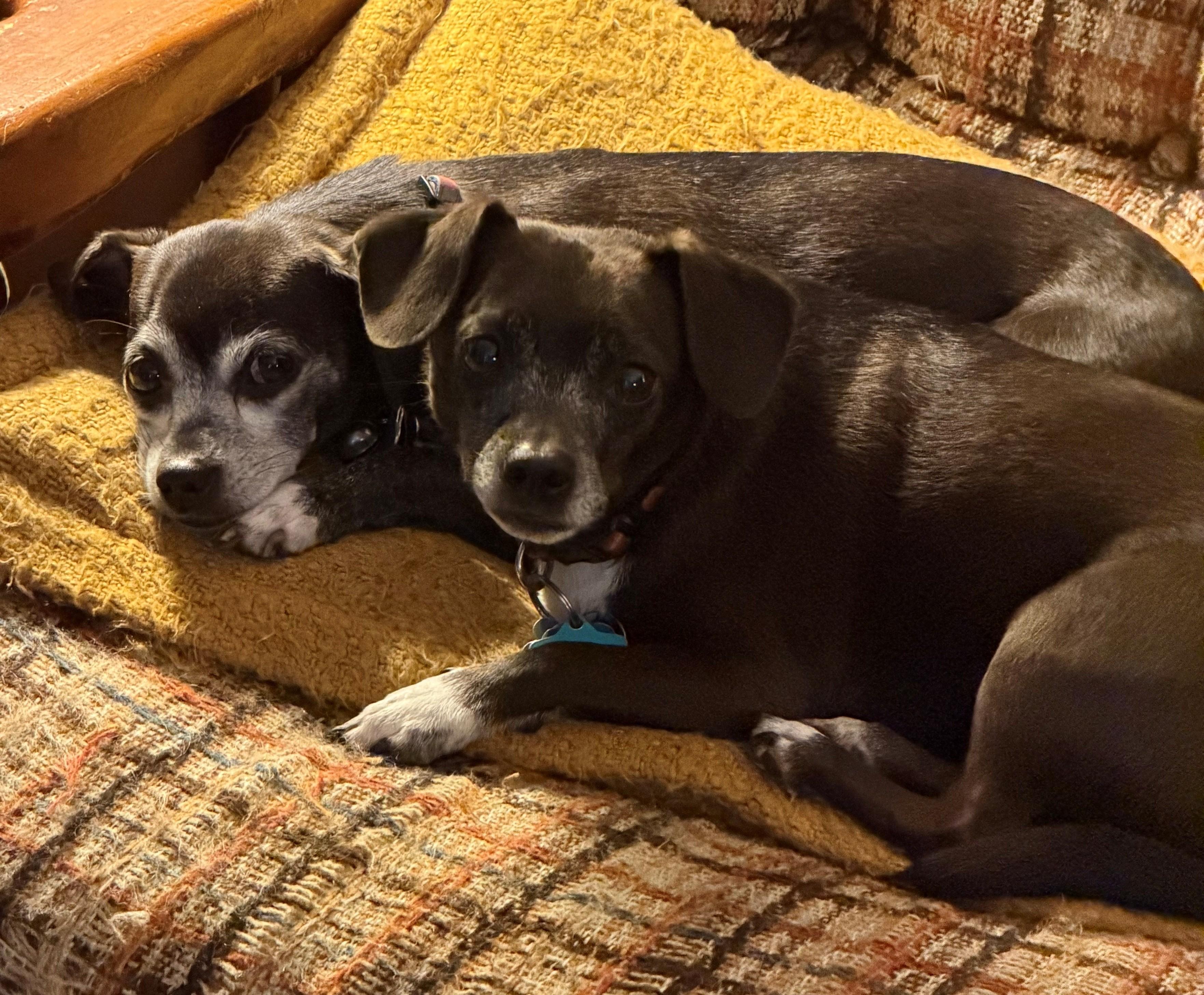 George and Weezy, adoptable, Adult Male Chihuahua.