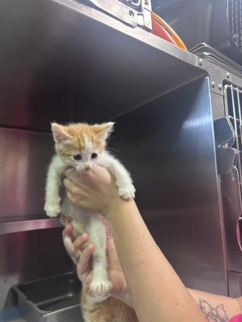 Dumpster Dan, adopted, Young Male Domestic Short Hair.