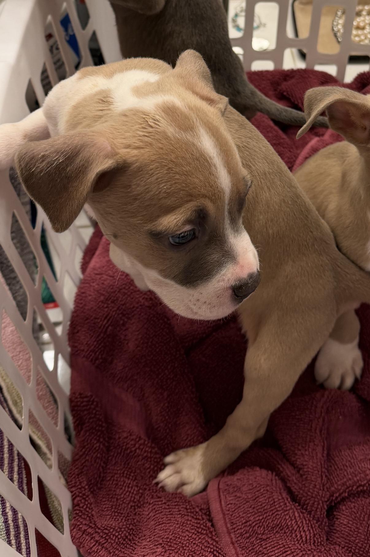 Raffi, ADOPTABLE, Puppy Male American Staffordshire Terrier & American Bully.