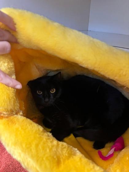 Lizzo, Adoptable, Adult Female Domestic Short Hair & Domestic Short Hair.