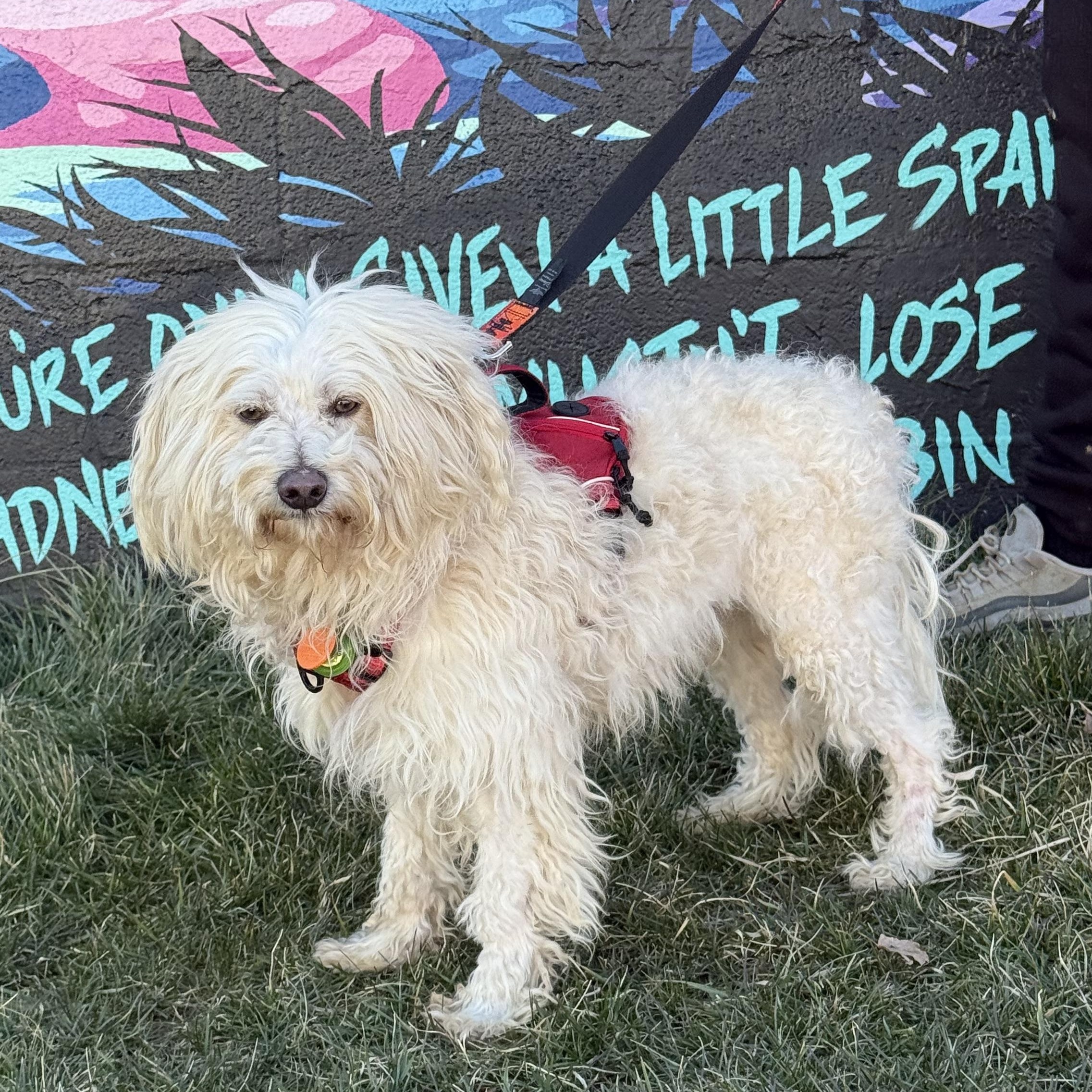 Olaf, a ADOPTABLE mixed breed in Lexington, NC image 4/6