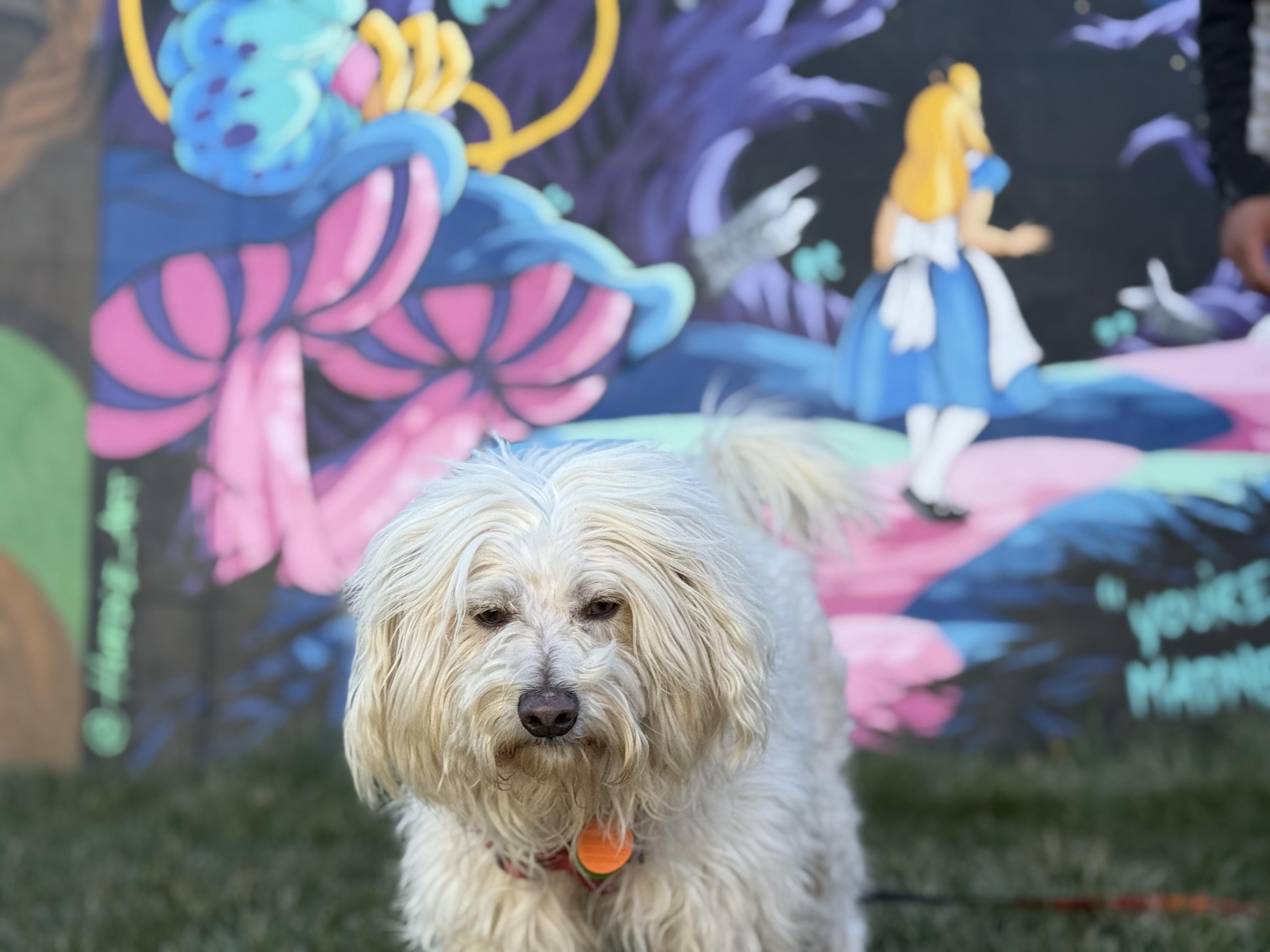 Olaf, a ADOPTABLE mixed breed in Lexington, NC image 5/6