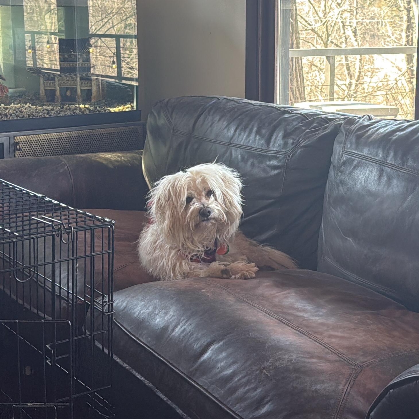 Olaf, a ADOPTABLE mixed breed in Lexington, NC image 3/6