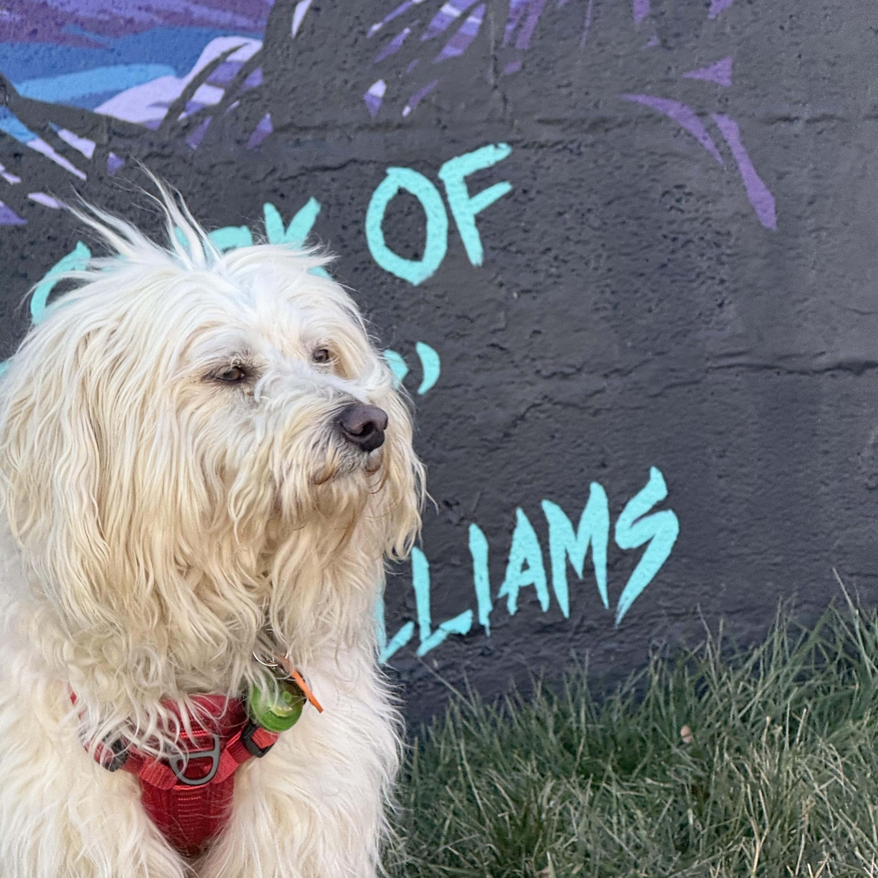 Olaf, a ADOPTABLE mixed breed in Lexington, NC image 6/6