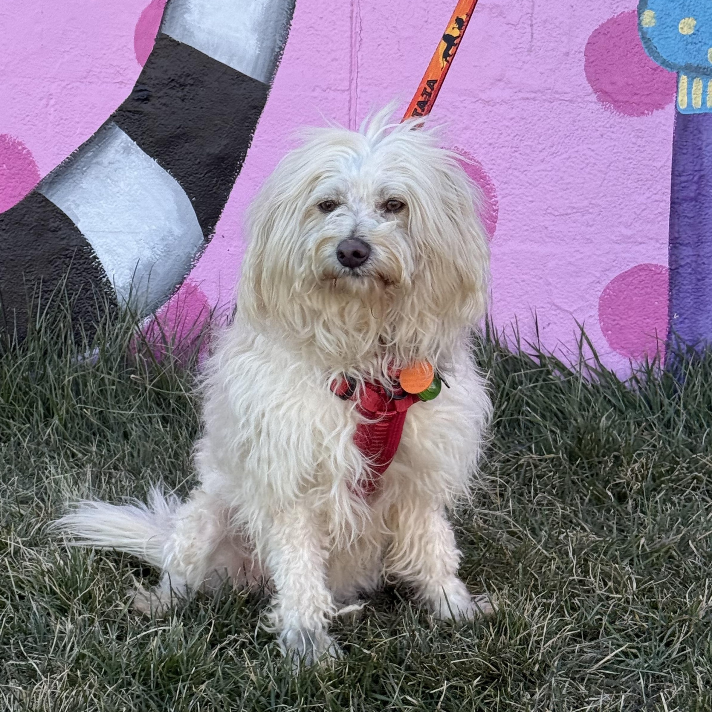 Olaf, a ADOPTABLE mixed breed in Lexington, NC image 1/6