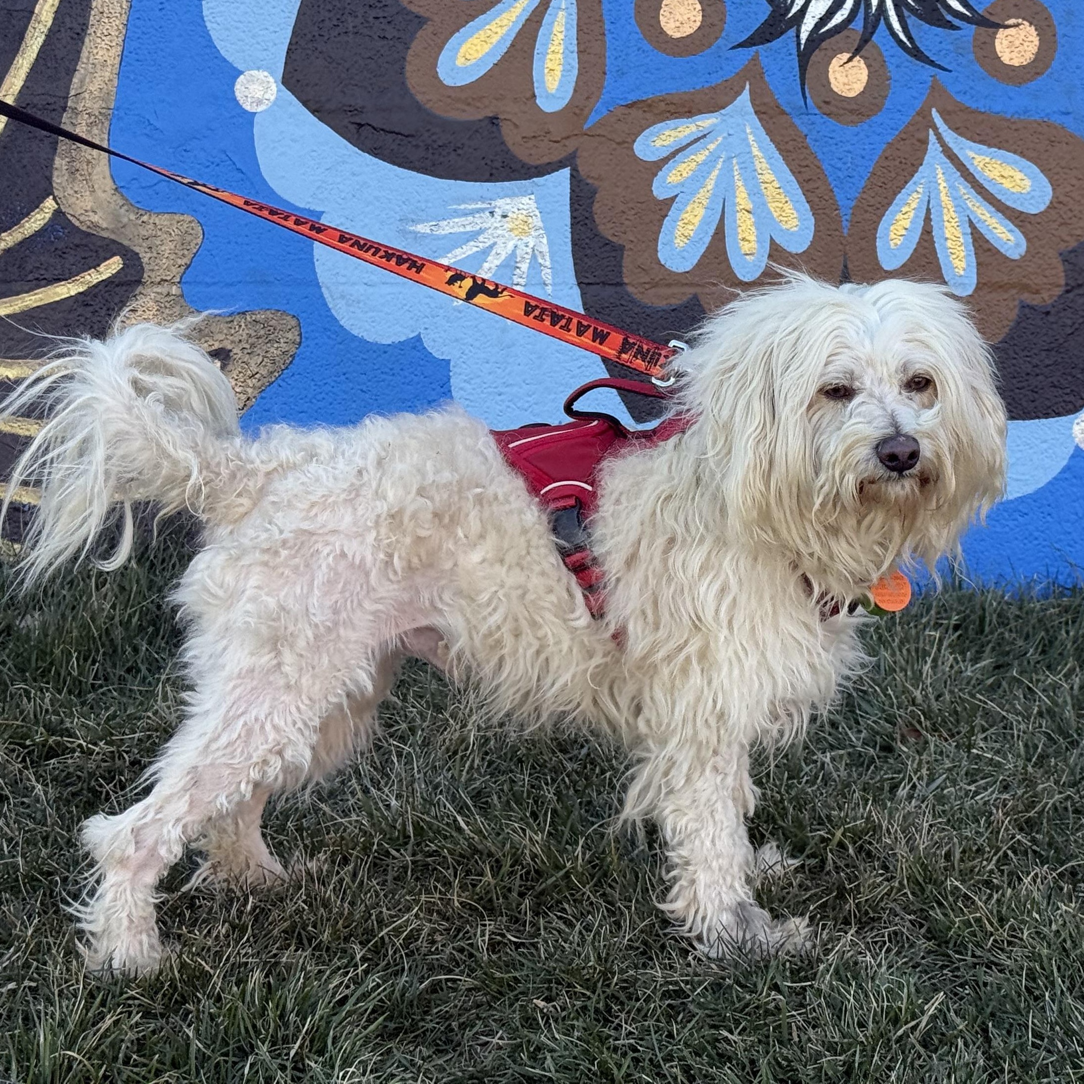 Olaf, a ADOPTABLE mixed breed in Lexington, NC image 2/6