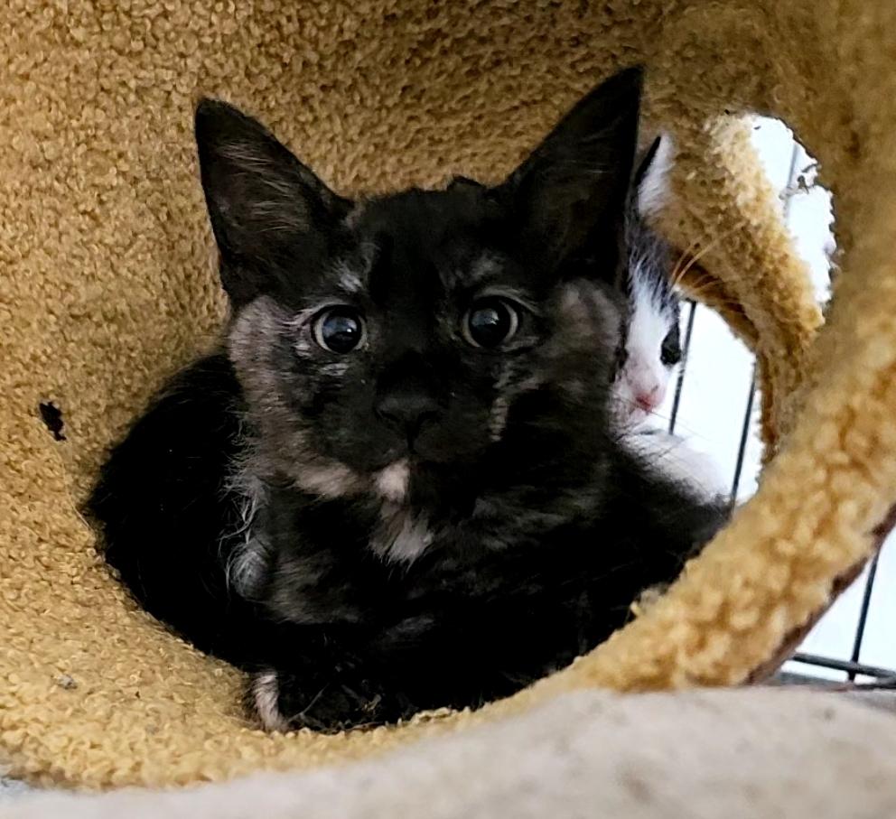 Tart and Tortie!!