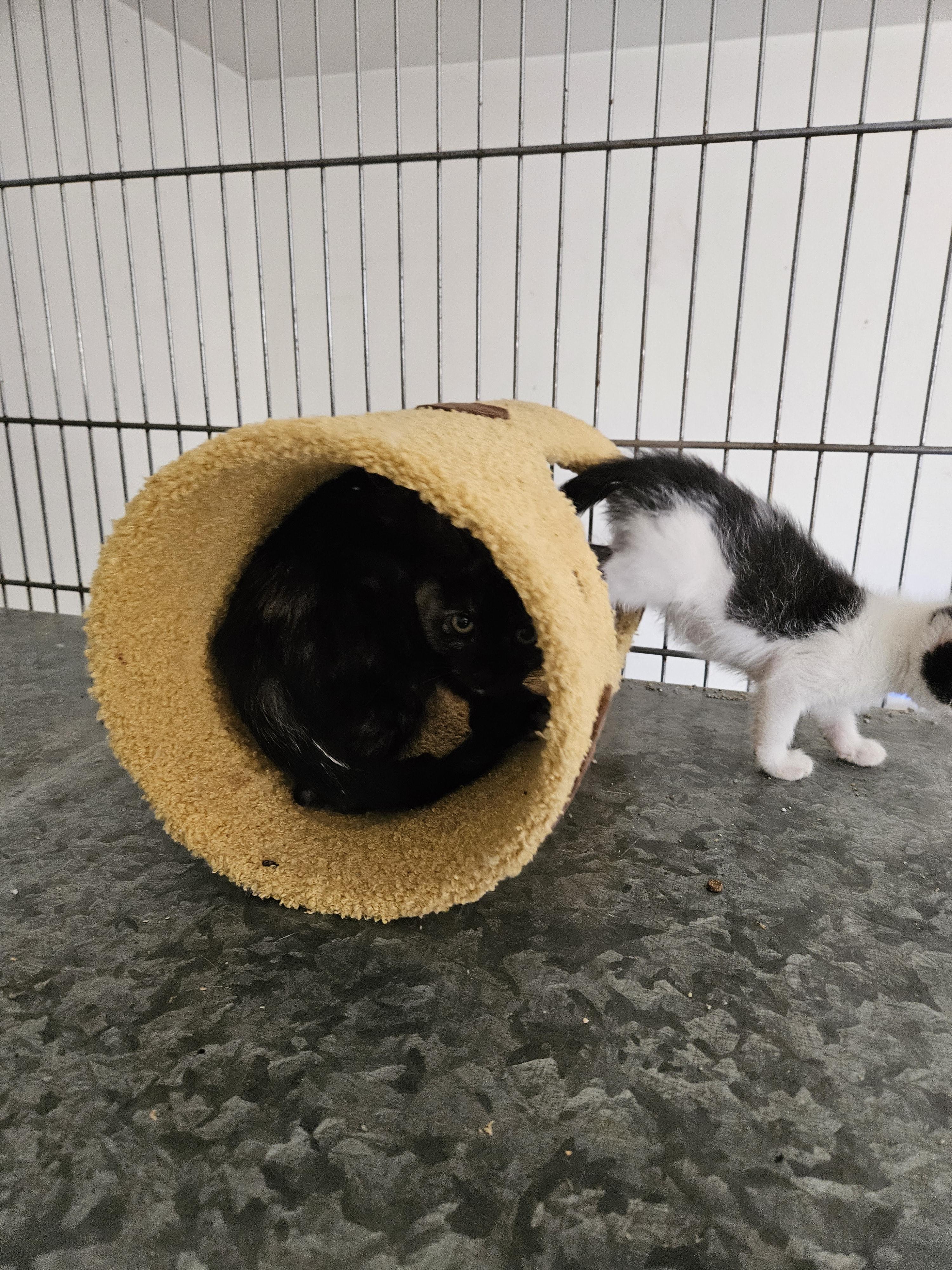 Tart and Tortie!!