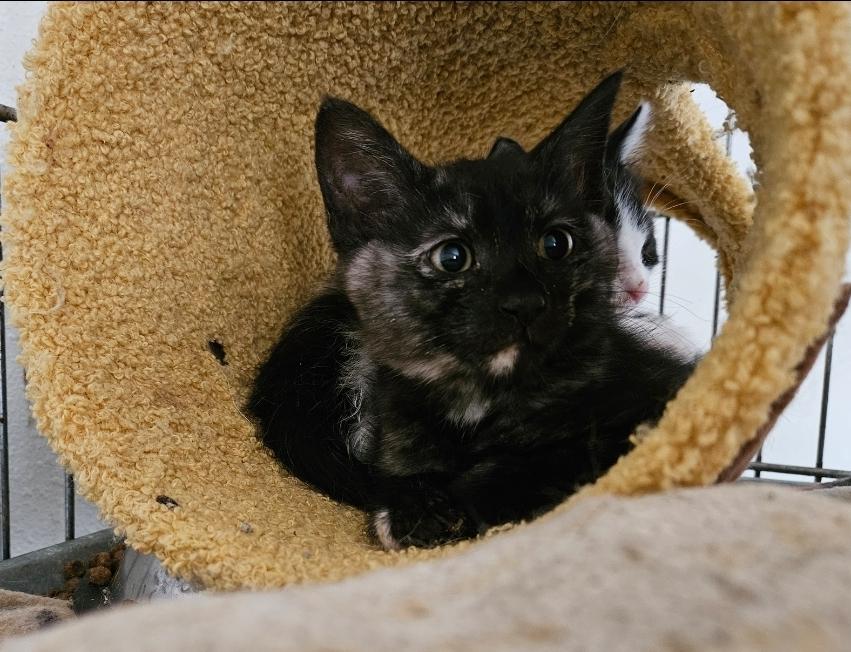 Tart and Tortie!!