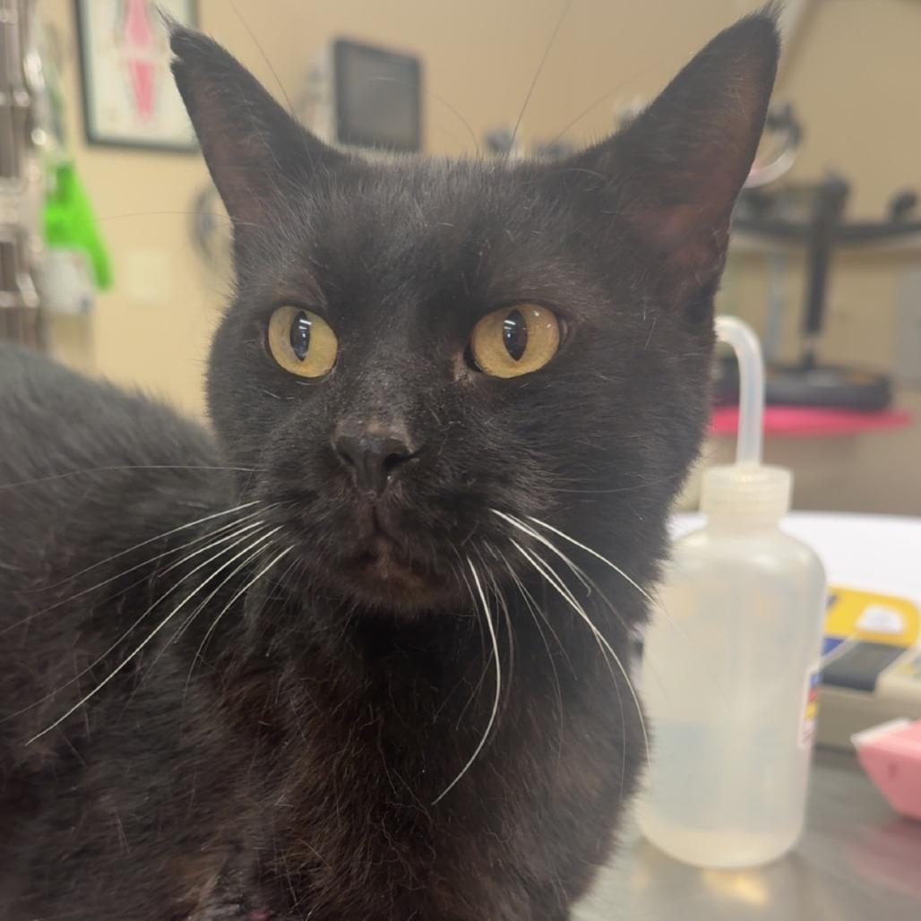 Pua, Adoptable, Adult Male Domestic Short Hair.