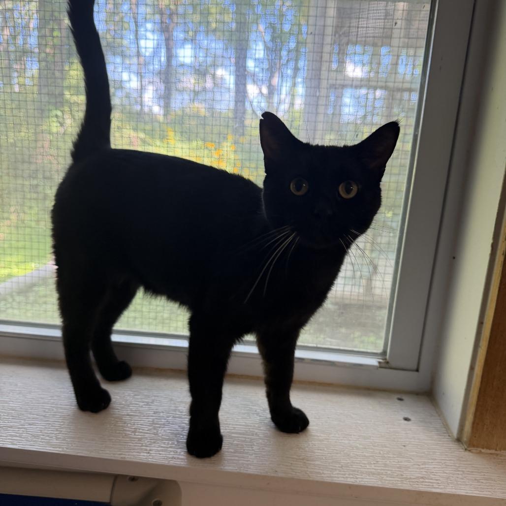 Enlarge Pua, a Adoptable Domestic Short Hair in Coralville, IA image 2/3
