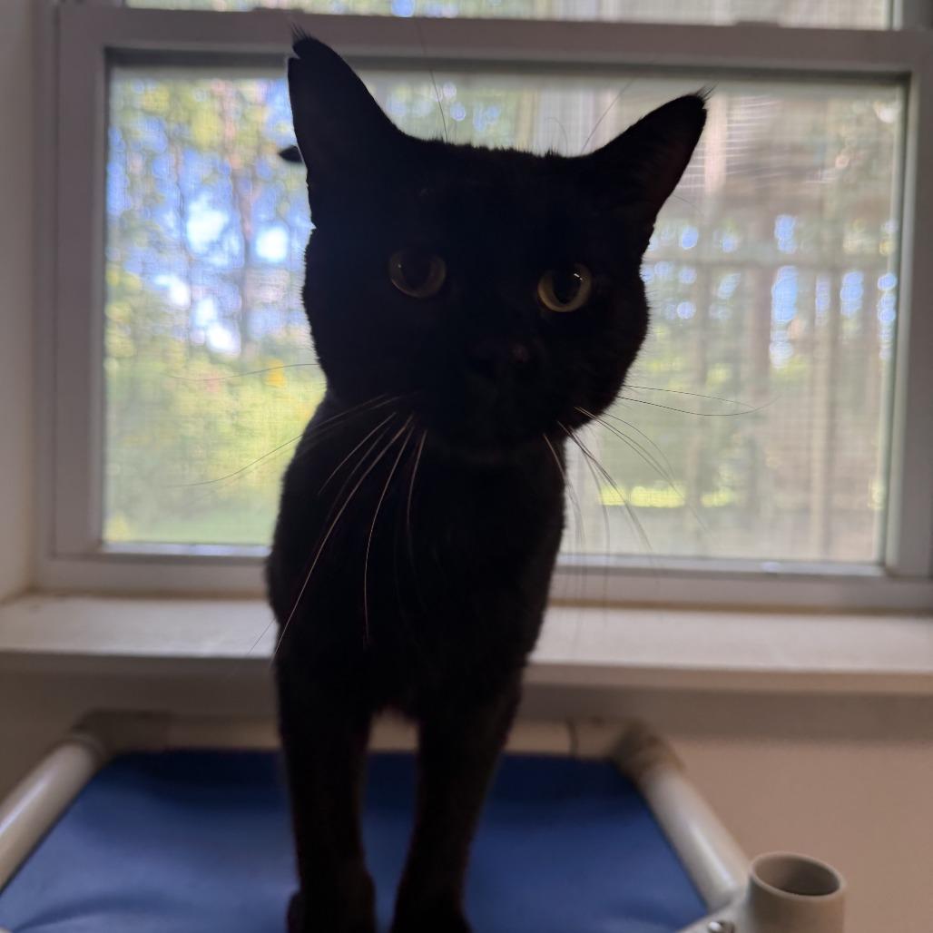 Enlarge Pua, a Adoptable Domestic Short Hair in Coralville, IA image 3/3