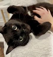 Ophelia (bonded with Bolt), a ADOPTABLE Domestic Short Hair in Toronto, ON image 3/6
