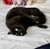 Ophelia (bonded with Bolt), a ADOPTABLE Domestic Short Hair in Toronto, ON image 4/6