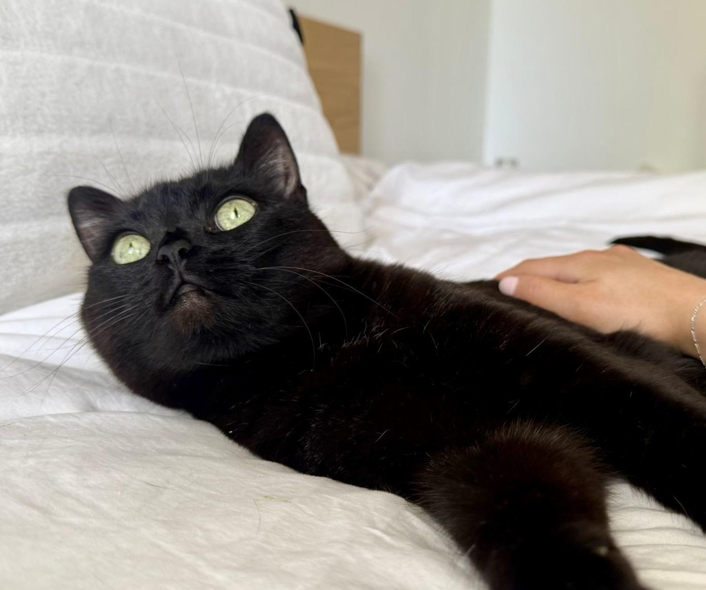 Ophelia (bonded with Bolt), a ADOPTABLE Domestic Short Hair in Toronto, ON image 2/6