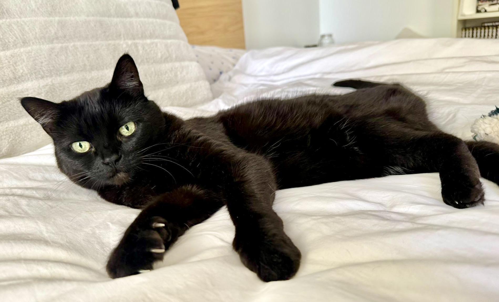 Ophelia (bonded with Bolt), a ADOPTABLE Domestic Short Hair in Toronto, ON image 6/6