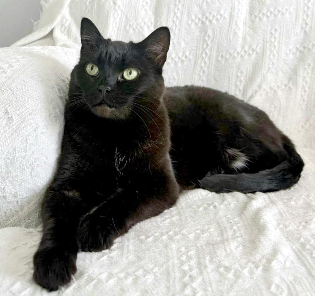 Ophelia (bonded with Bolt), ADOPTABLE, Adult Female Domestic Short Hair.