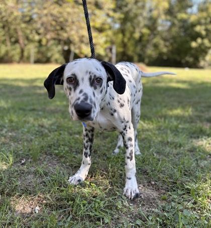 Pongo, Adoptable, Adult Male Dalmatian.