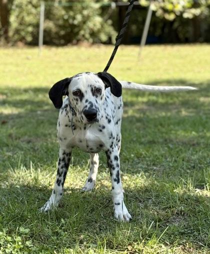 Pongo, a Adoptable Dalmatian image 2/2